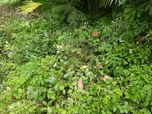 翠绿繁茂的地面绿植景观