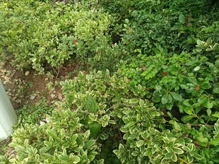 绿意盎然的茂密灌木丛