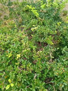 翠绿繁茂的灌木丛