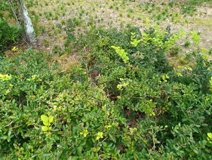 绿意盎然的野外植物景观