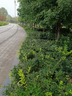 路边绿植景观
