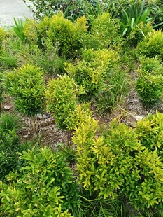 绿意盎然的植物景观