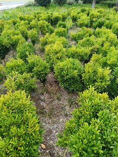 整齐排列的绿色灌木丛