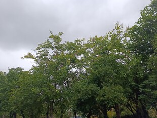 阴天中的葱郁树林