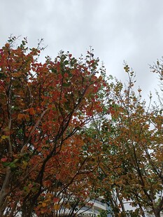 秋日多彩树叶景观