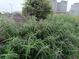 城市中的繁茂野生植物景观
