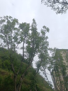 山坡上的葱郁树木