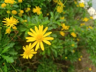 黄色小野花绽放生机