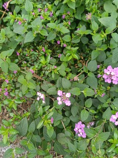 绿叶丛中绽放的粉色小花