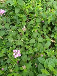 绿叶丛中的粉嫩花朵