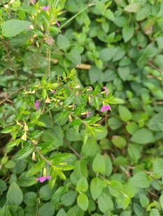 绿叶间的紫色小花