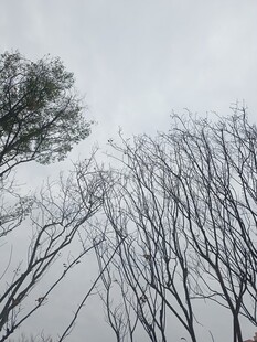 冬日枯树与孤枝景象