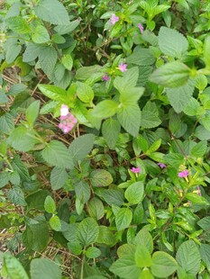 绿叶丛中的粉色小花