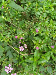 绿叶丛中的粉色小花