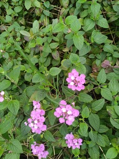 绿叶丛中绽放的粉色小花