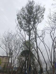 冬日枯树林景象