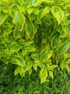 翠绿斑斓的彩叶植物