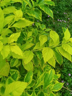 翠绿鲜亮的蓬勃绿叶