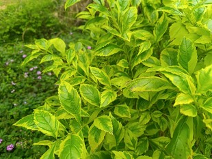 翠绿斑斓的观赏植物叶片