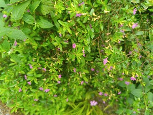 绿叶丛中的粉色小花