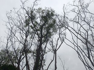 阴天里的光秃树木