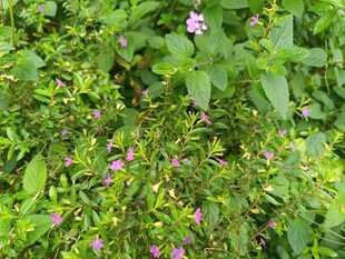 绿叶丛中的紫色小花