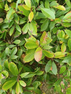 绿叶繁茂的植物景观