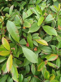 翠绿繁茂的植物叶片