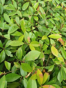 翠绿繁茂的植物叶片