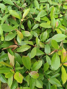 翠绿繁茂的植物叶片