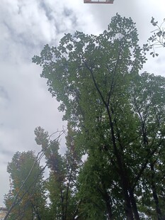 云雾中挺拔的绿树