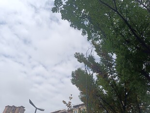 绿树映衬下的多云天空