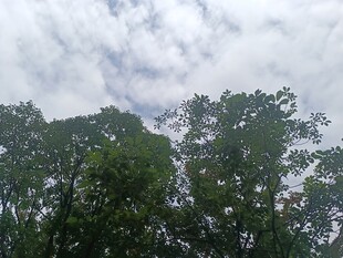 绿树之上的多云天空