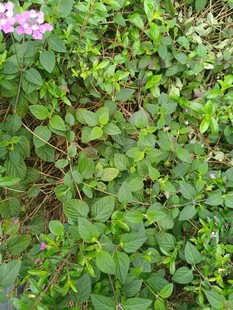 绿叶丛中绽放的粉花