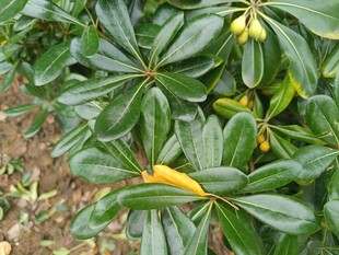 绿叶间的黄色果实