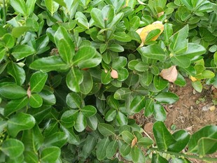 绿叶繁茂的灌木丛