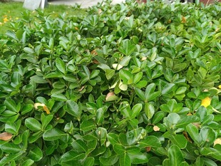 绿叶繁茂的植物景观