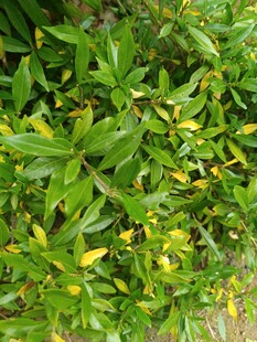 翠绿繁茂的植物景观