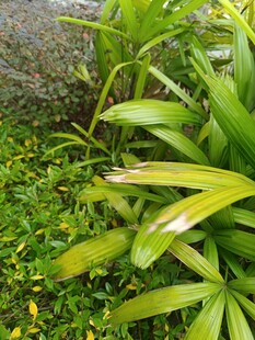 翠绿丛生的多样植物