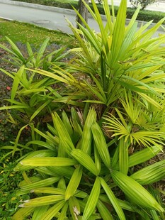 翠绿鲜丽的观赏绿植