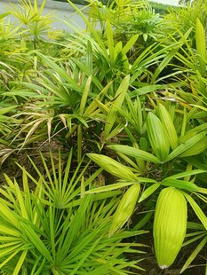 翠绿繁茂的多样绿植景观