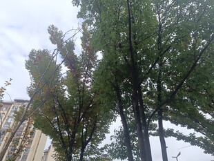 城市中的绿树景观