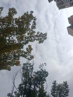 仰视城市中的绿树与天空