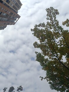 仰视视角下的建筑与绿树