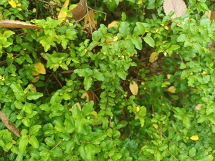 翠绿繁茂的植物景观