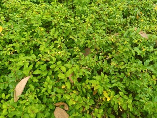 翠绿繁茂的地面绿植景观