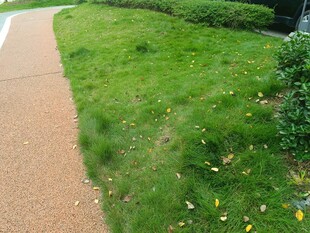 路边翠绿草坪与小径