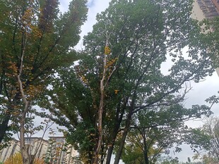 户外挺拔树木景观