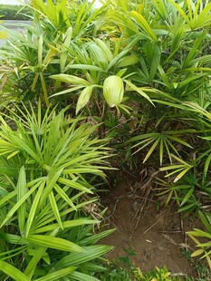 翠绿繁茂的热带植物景观