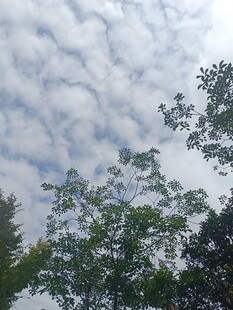 蓝天白云下的葱郁树木